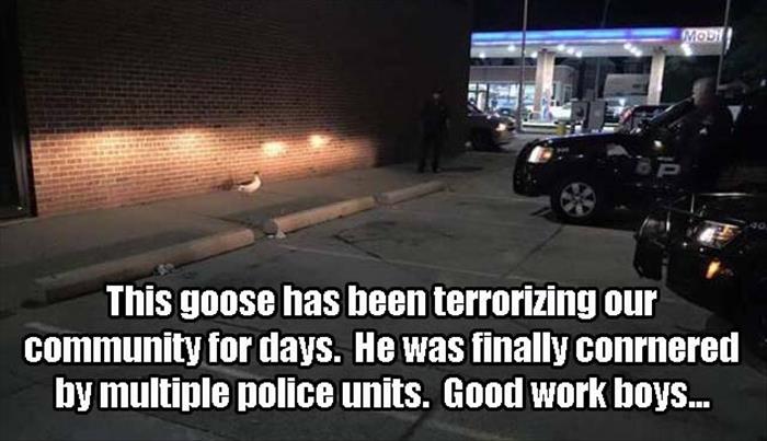 goose