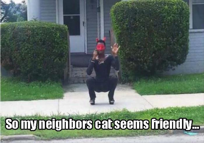 neighbors cat