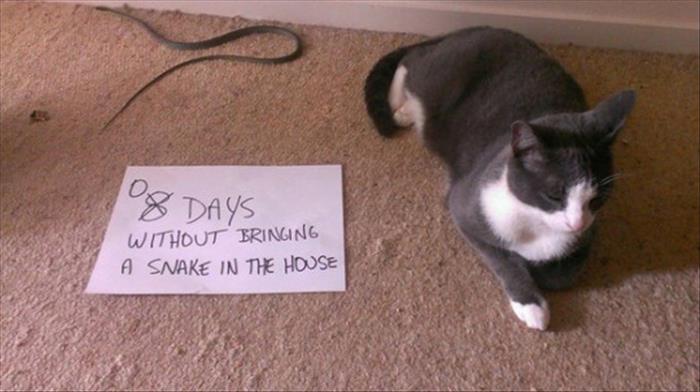 the best of cat shaming