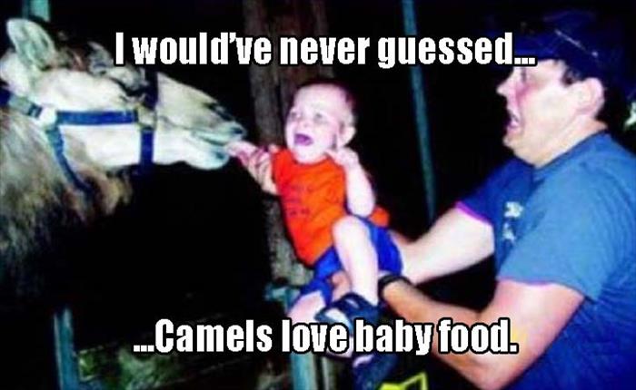 the camels love baby food