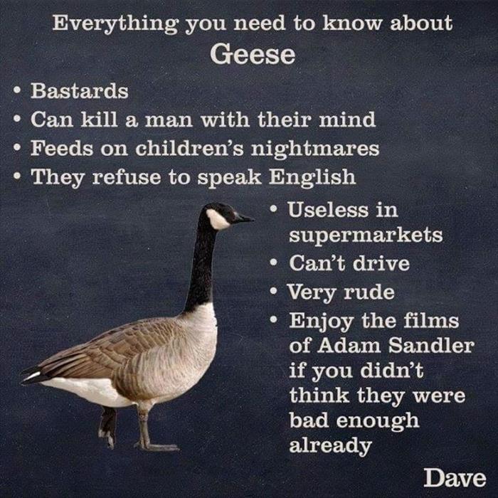 things you need to know about geese