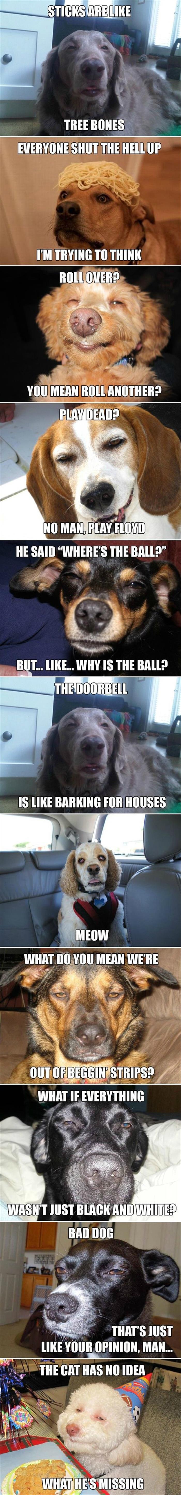 funny-meme-high-dogs (1)