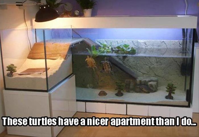 turtles