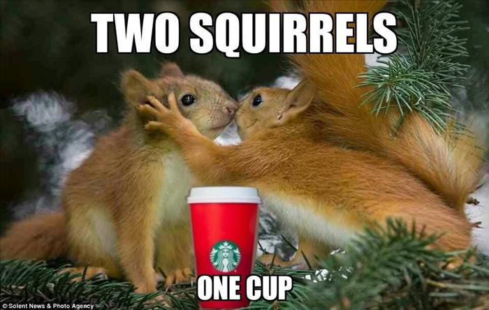 two squirrels