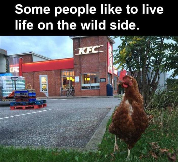 wild chickens