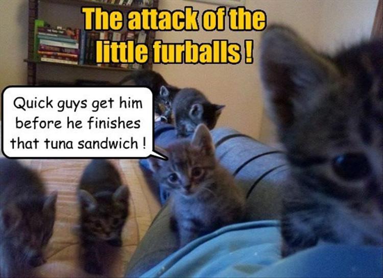 funny animal pictures (3)