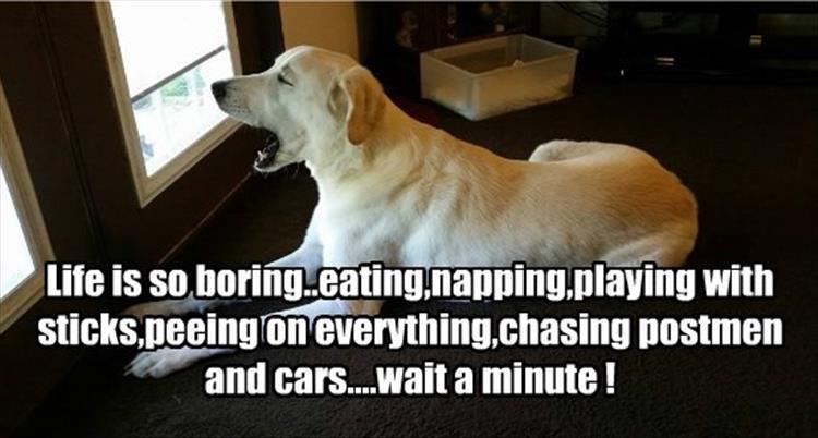 funny animal pictures (38)