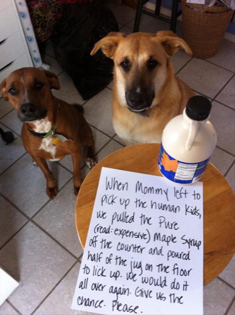 Funny Partners In Crime (Animal Edition) - 31 Pics