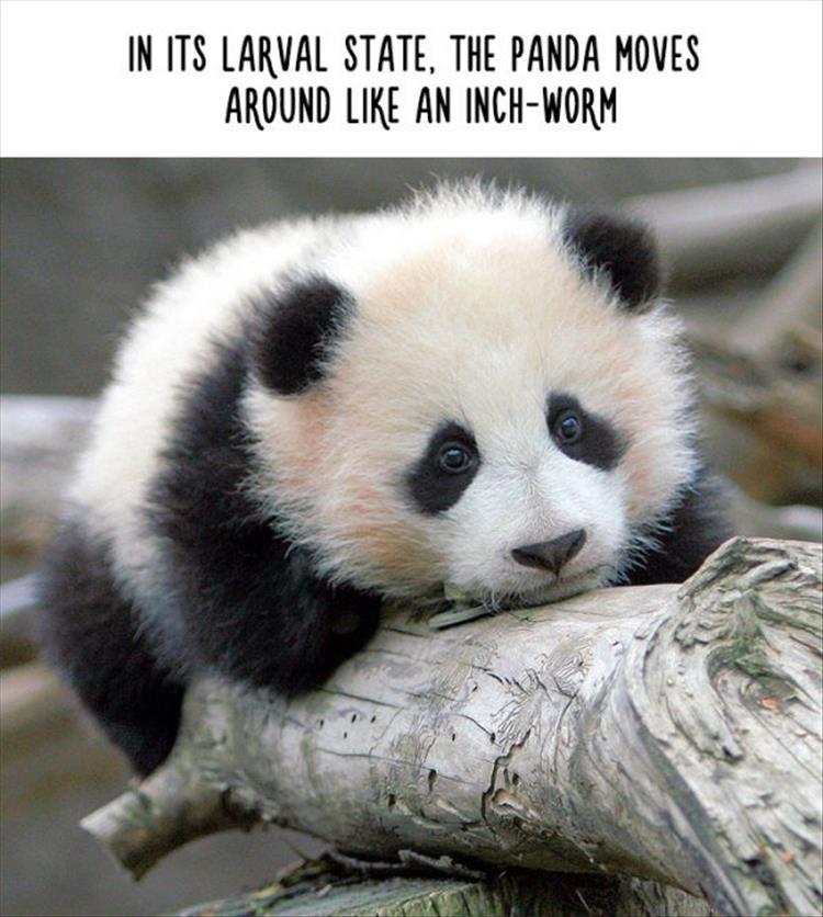 animal facts (11)