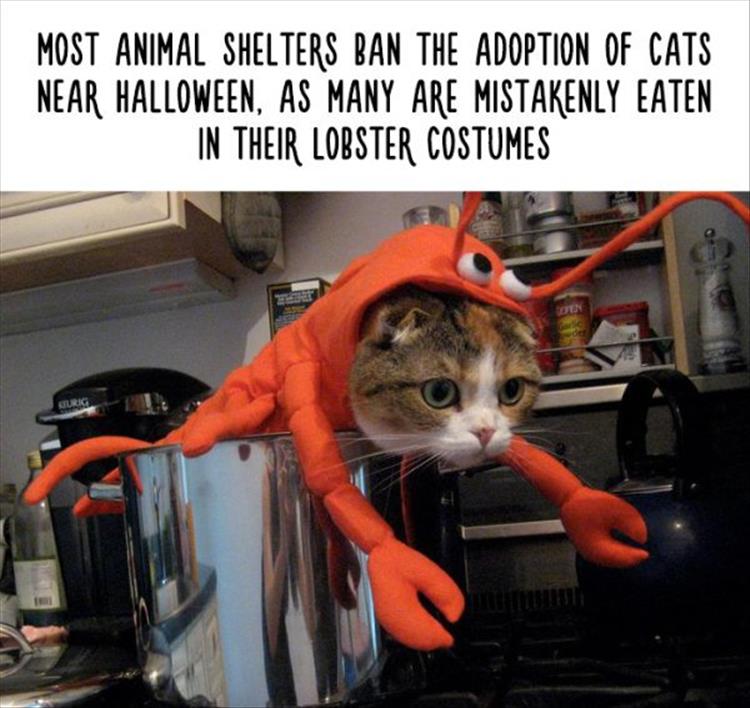 Amazing Animal Facts That Are Almost 100% True - 22 Pics