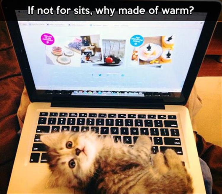 cat-sits-on-laptop