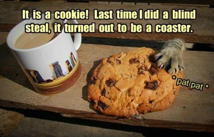 funny animal pictures (14)