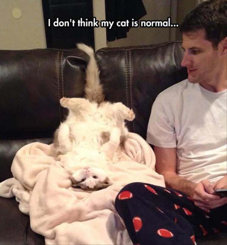 funny animal pictures (17)