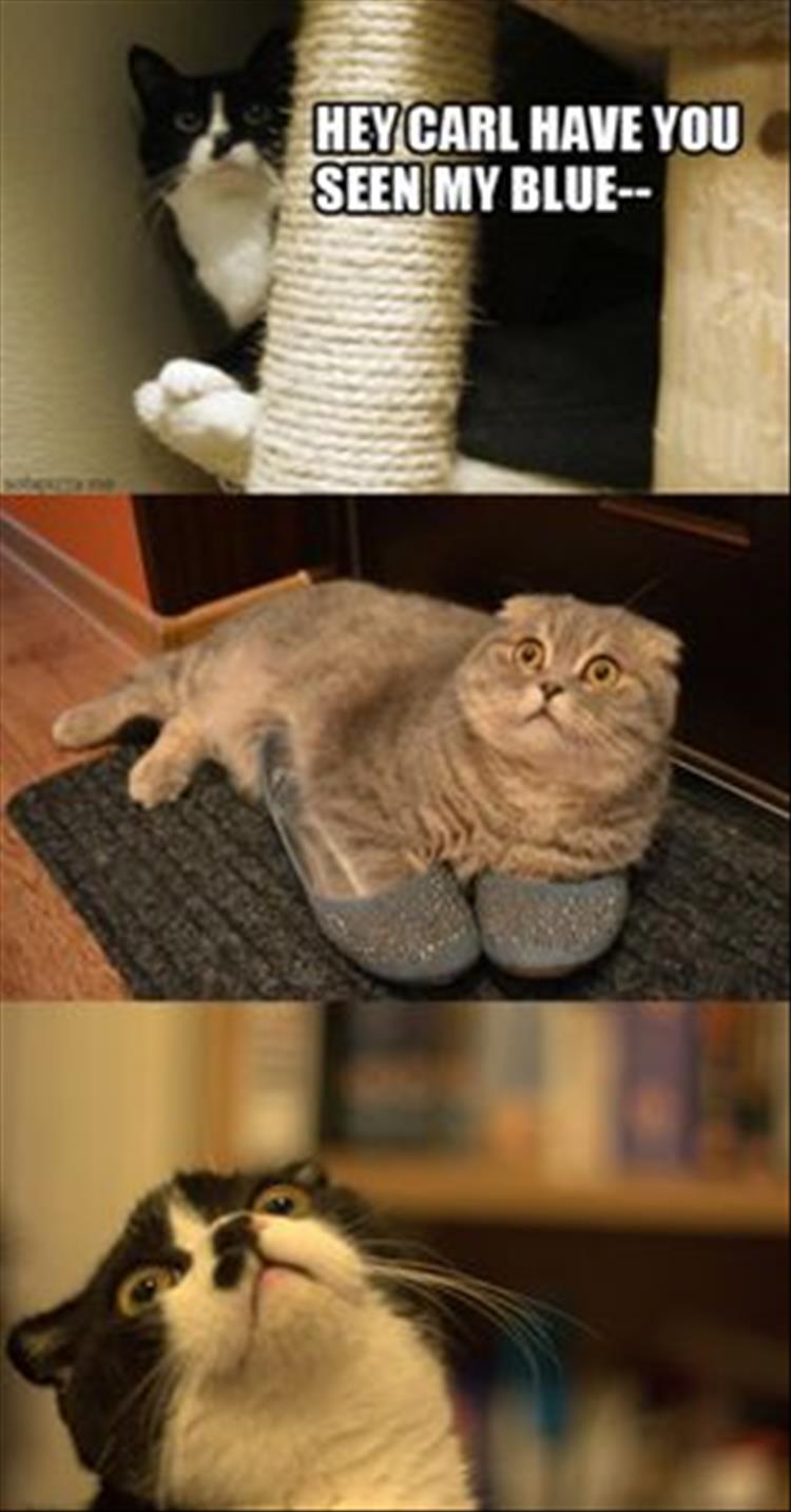 funny animal pictures (25)