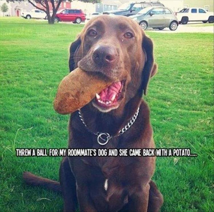 funny animal pictures (27)