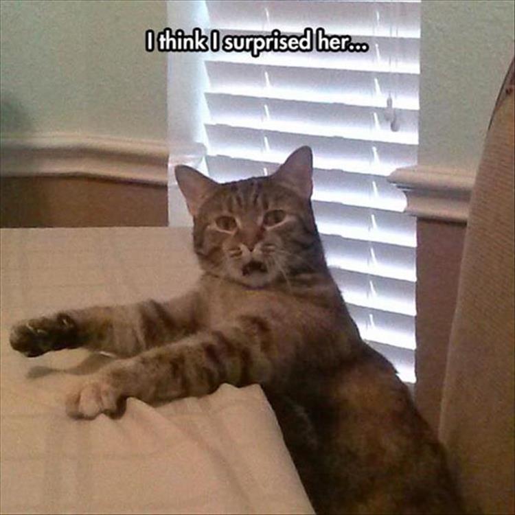 funny animal pictures (4)