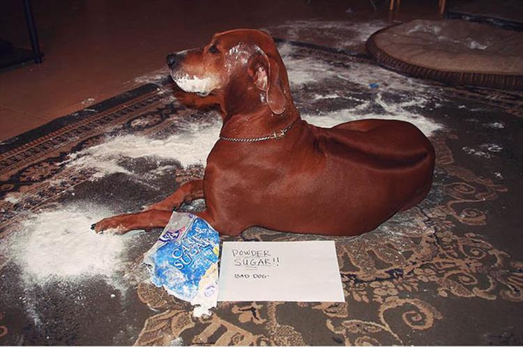 Funny Dog Shaming 12