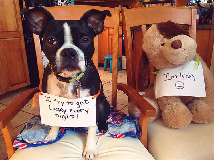 Funny Dog Shaming 13