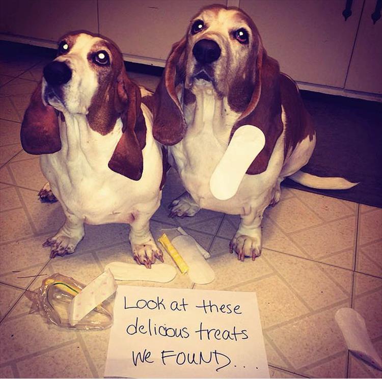 Funny Dog Shaming 15