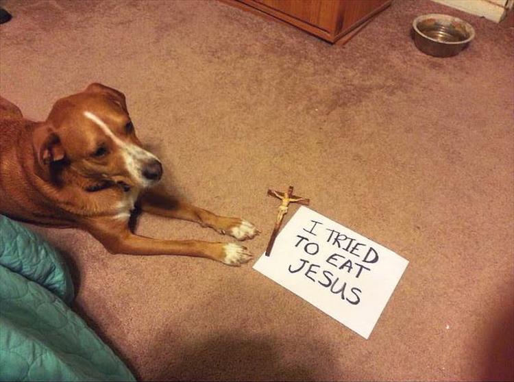 Funny Dog Shaming 4