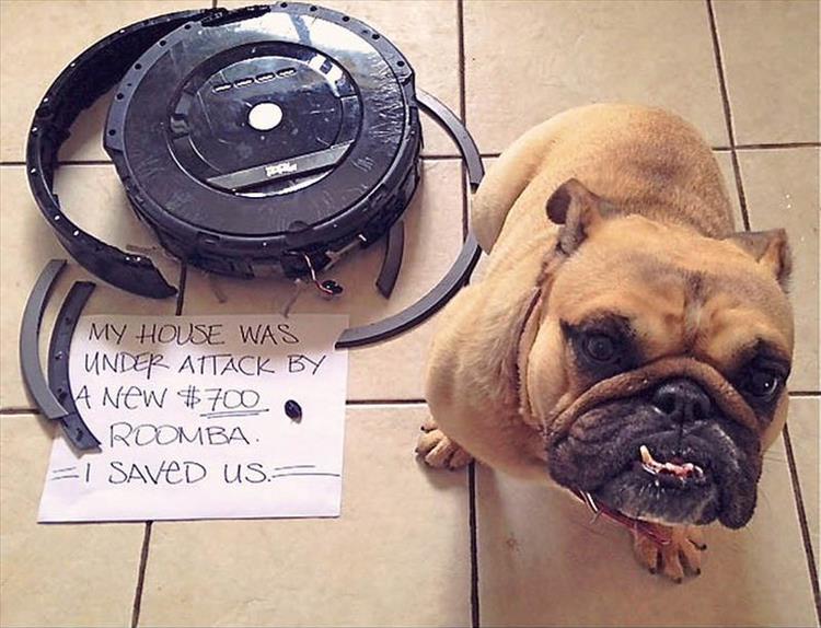 Funny Dog Shaming 7