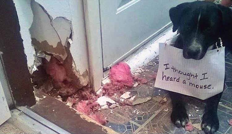 Funny Dog Shaming 8