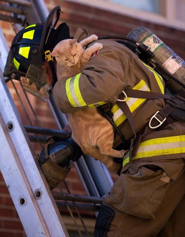 Fire Fighters Rescuing Animals Will Get You Right In The Feelings - 18 Pics