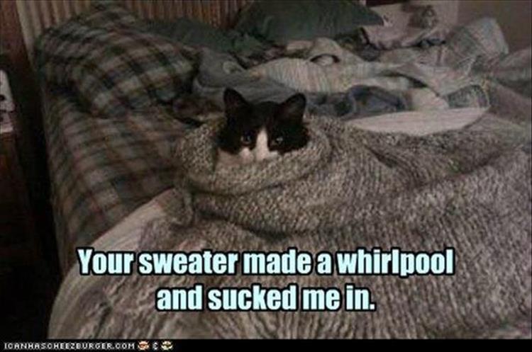 funny animal pictures (12)