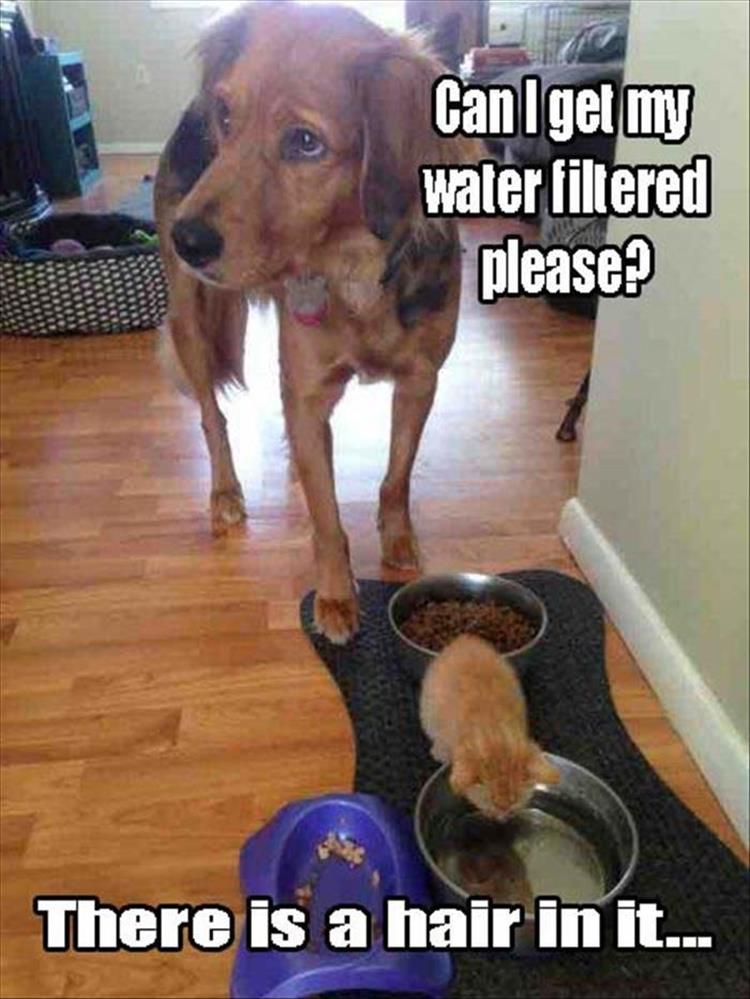 funny animal pictures (4)