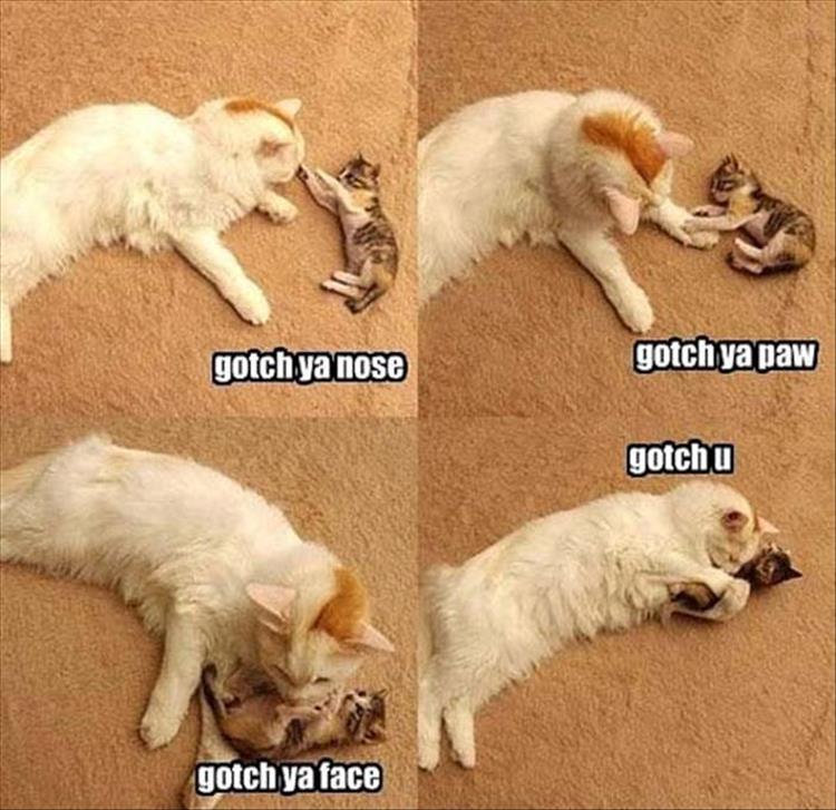 funny animals (8)