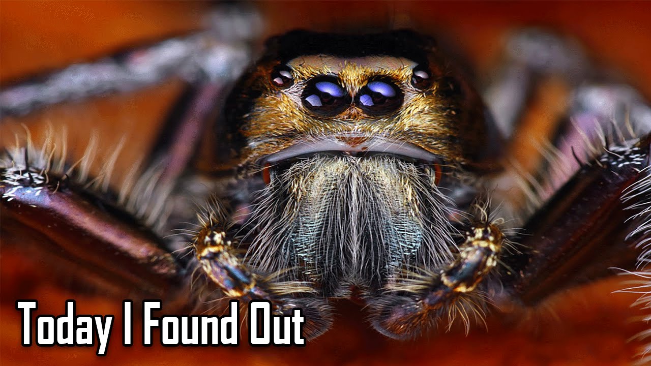 Erudition: Is Spider Blood Really Blue and What Animal's Blue Blood is