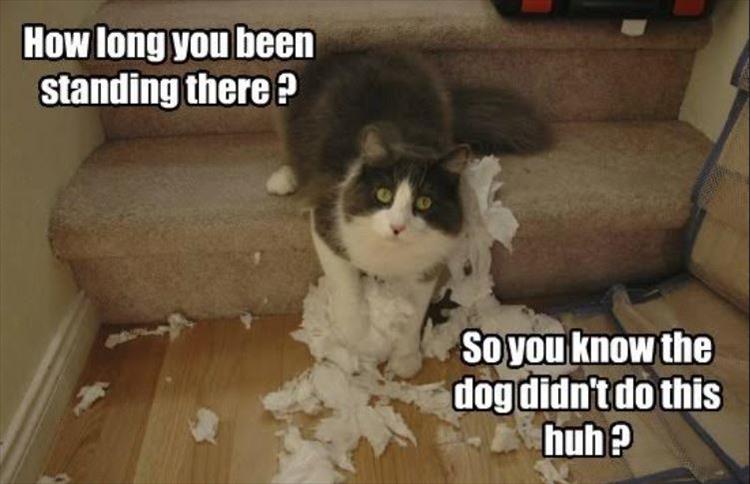 a cat made a mess