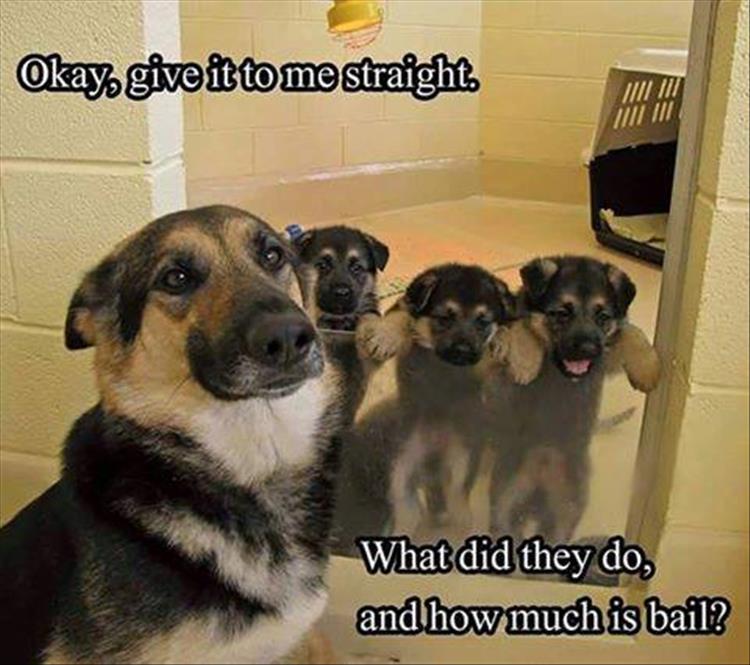 a-funny-animals-17.jpg