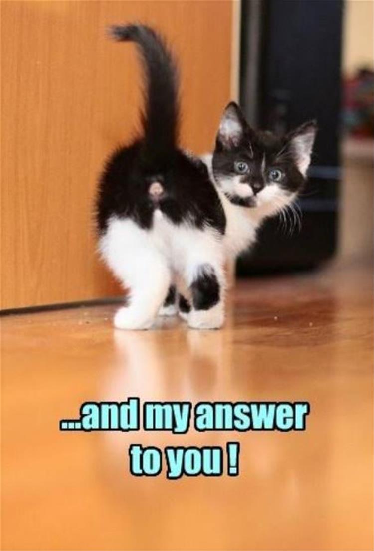 cat answers you