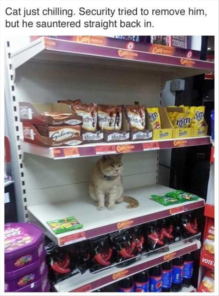 cat at store