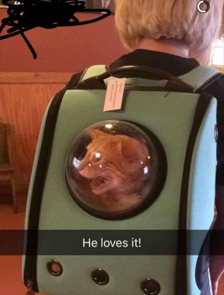 cat back pack