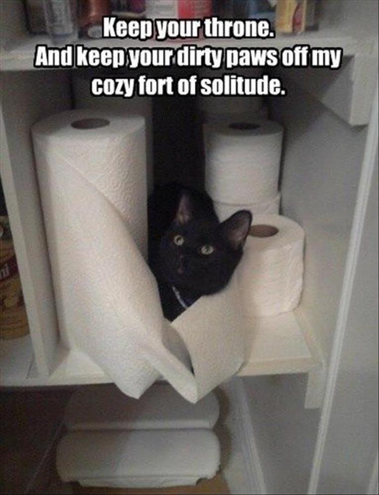 cat loves tissue