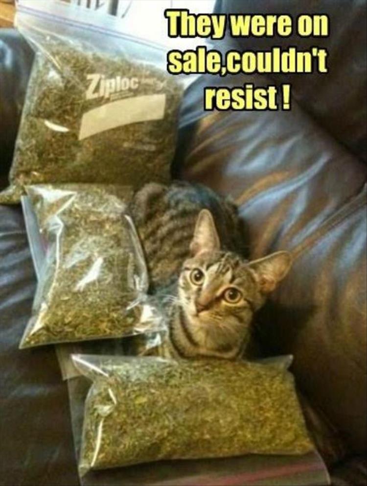 cat smoking weed