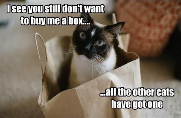 cats-love-boxes.jpg
