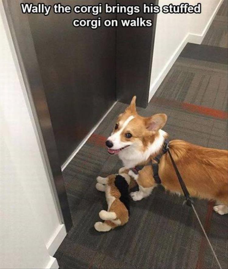 corgi