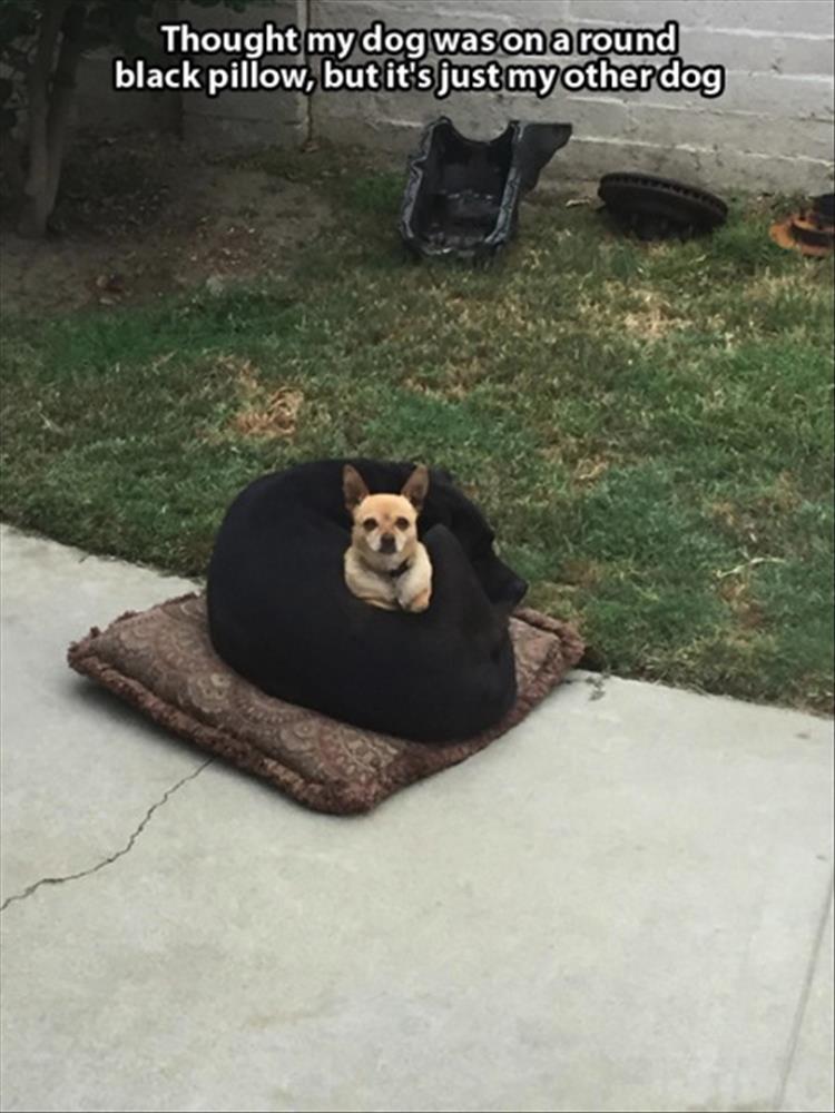 dog bed