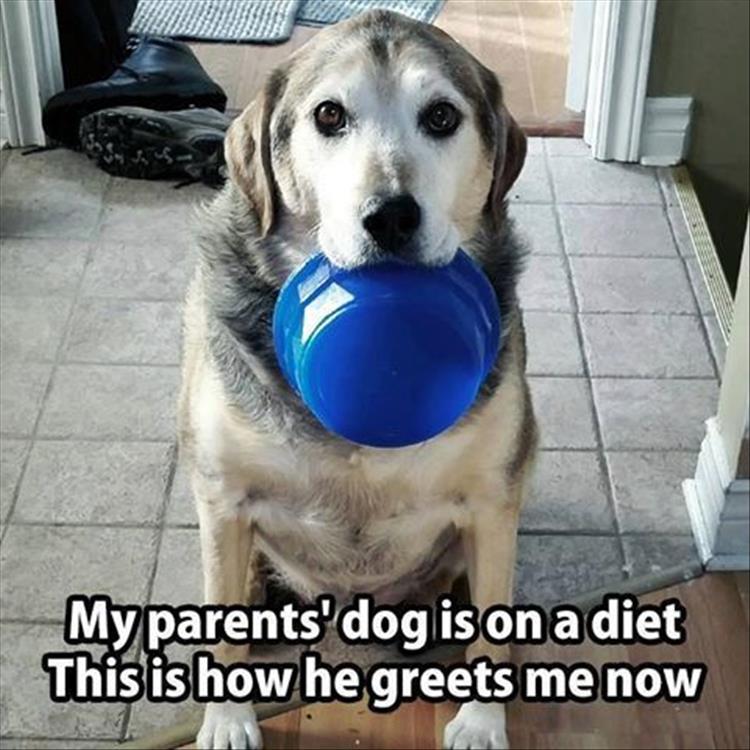 dog diets