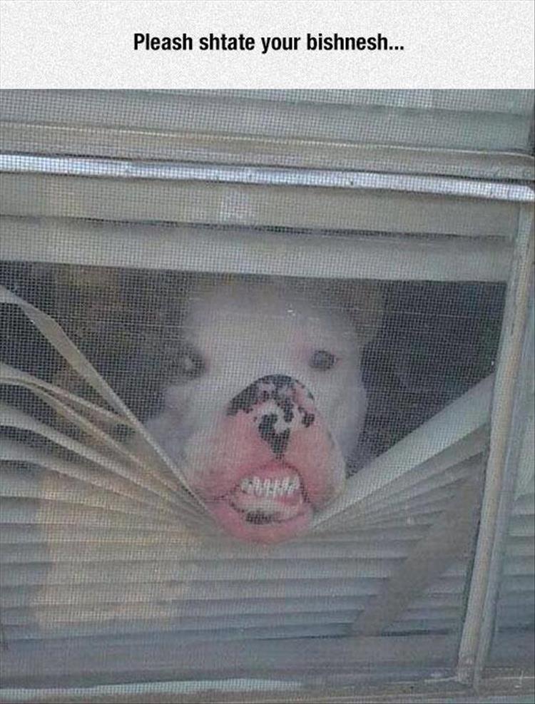 dog in the window