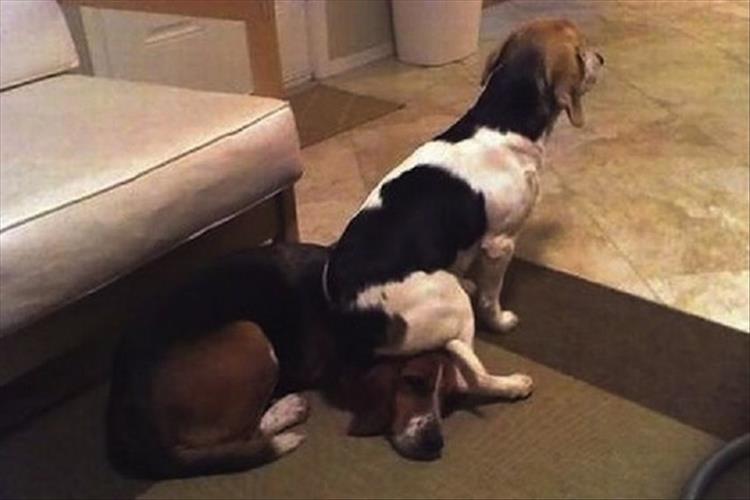 dog sitting on other dog