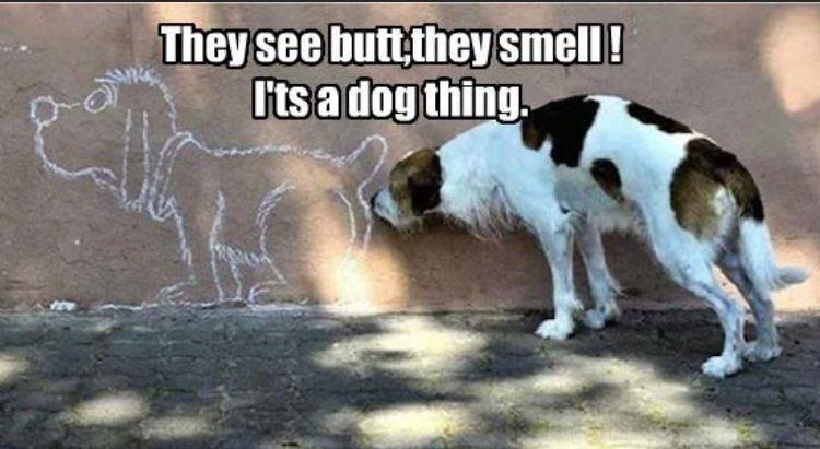 dog's smelling butts