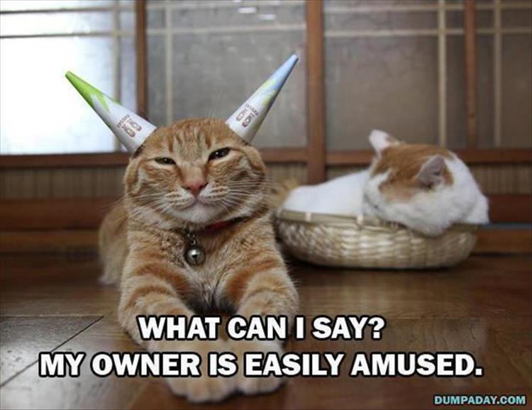 easily amused cat
