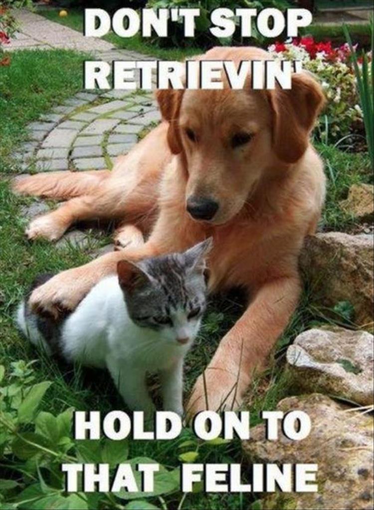 funny animal pictures (12)