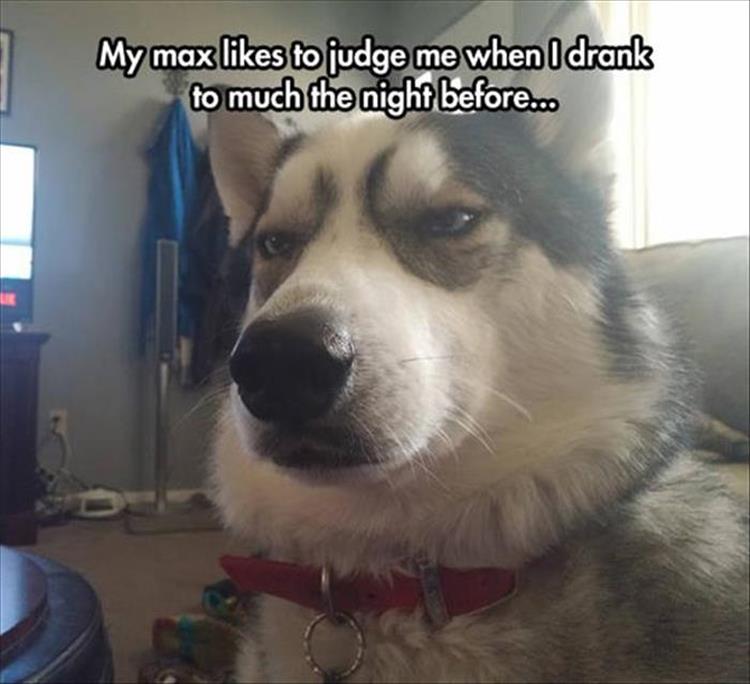 funny animal pictures (34)