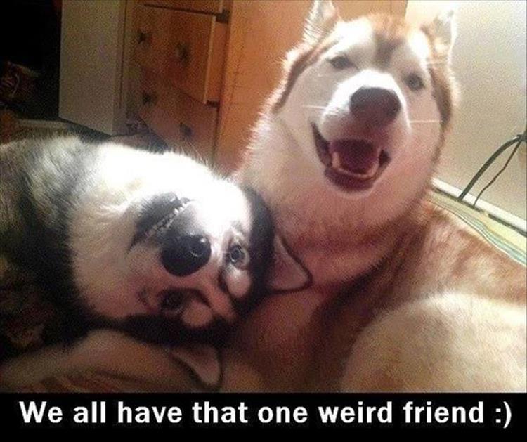 funny animals (15)