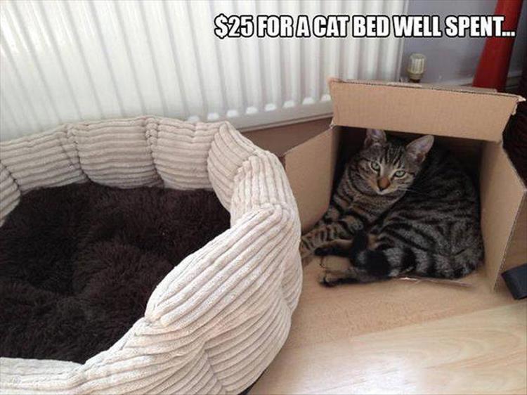 funny-cat-bed.jpg